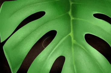 Nyíri Katalin: Egy hibátlan test kárba vész