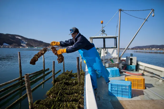 Tömegesen pusztul a hirosimai osztriga, árrobbanásra számítanak