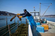 Tömegesen pusztul a hirosimai osztriga, árrobbanásra számítanak