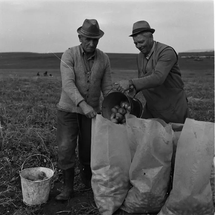 Begyűjtik a krumplit – Fotó: Minerva Fotóarchívum