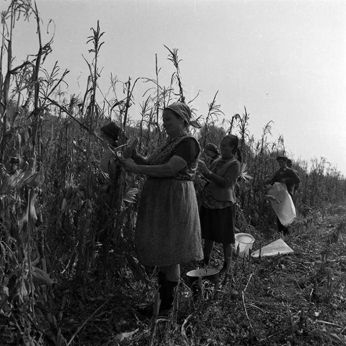 Kukorica begyűjtése – Fotó: Minerva Fotóarchívum