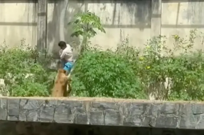 Oroszlán ölt meg egy férfit egy brazíliai állatkertben