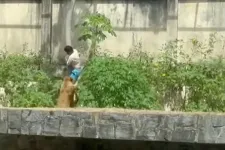 Oroszlán ölt meg egy férfit egy brazíliai állatkertben