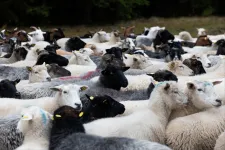 Több százezer bárányt és kecskét öltek le egy fertőzés miatt Görögországban, a feta sajtból hiány alakulhat ki