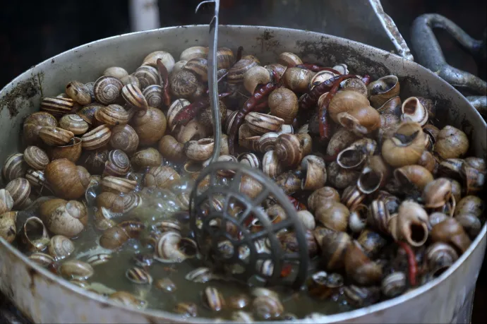 Az évszázad csigarablása: több mint 32 millió forintnyi éticsigát loptak el egy francia tenyésztőtől