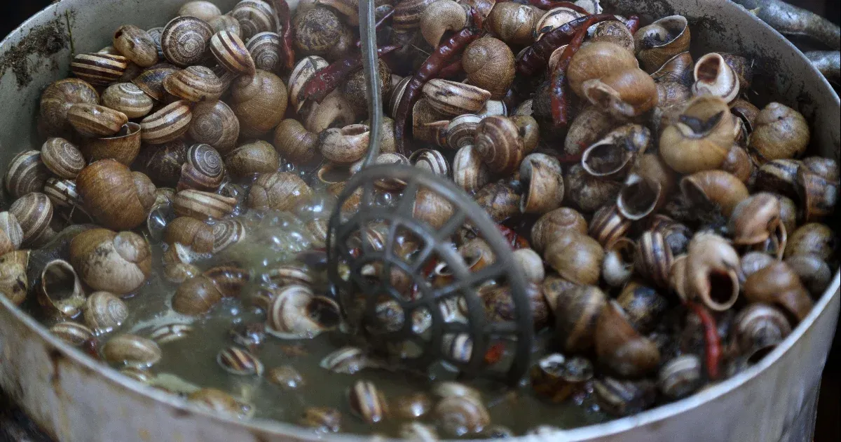 Az évszázad csigarablása: több mint 32 millió forintnyi éticsigát loptak el egy francia tenyésztőtől