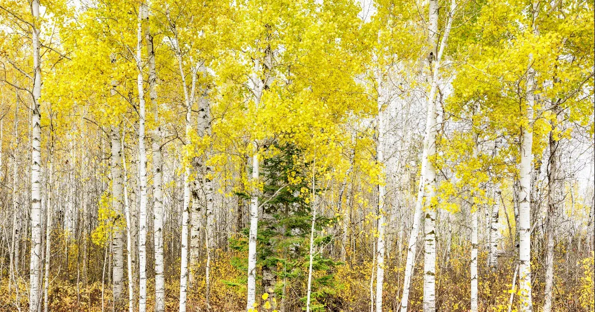 Tízszer gyorsabb ma a Föld melegedése, mint amikor 56 millió éve a növények nagy része kipusztult emiatt