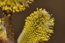 Nem tehén, és nem is tölgy: már meg is van 2026 fája