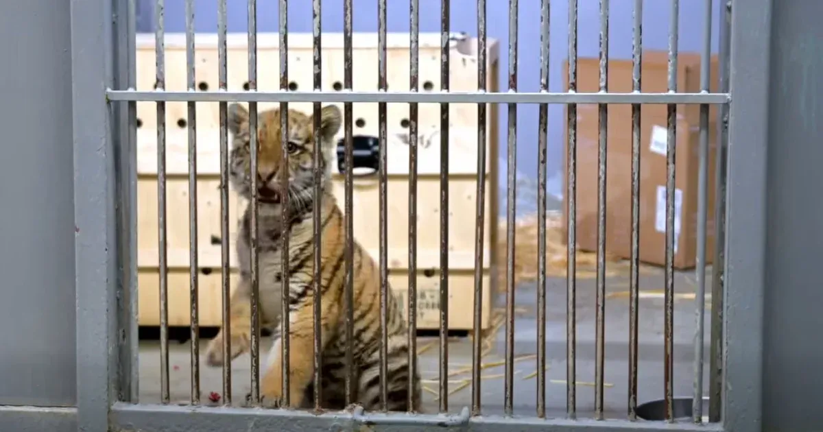 Kistigris miatt riasztotta a rendőrség a fővárosi állatkertet