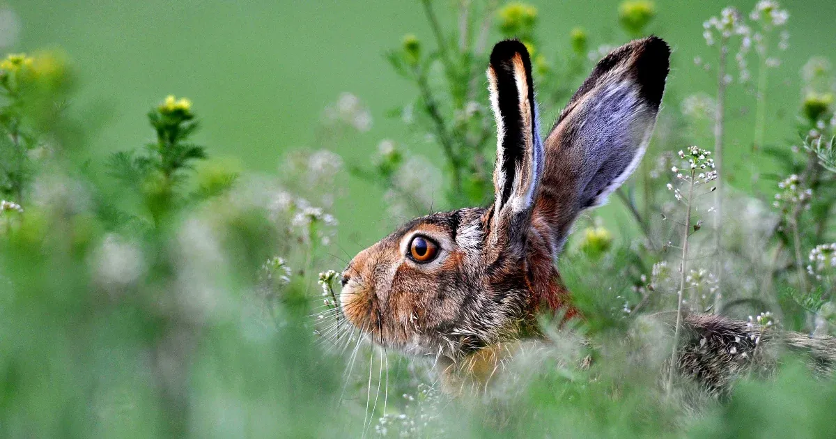 A mezei nyulak 80-90 százaléka elpusztulhat egy vírus miatt Békés vármegyében