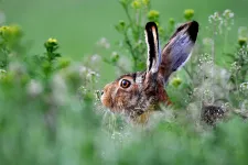 A mezei nyulak 80-90 százaléka elpusztulhat egy vírus miatt Békés vármegyében