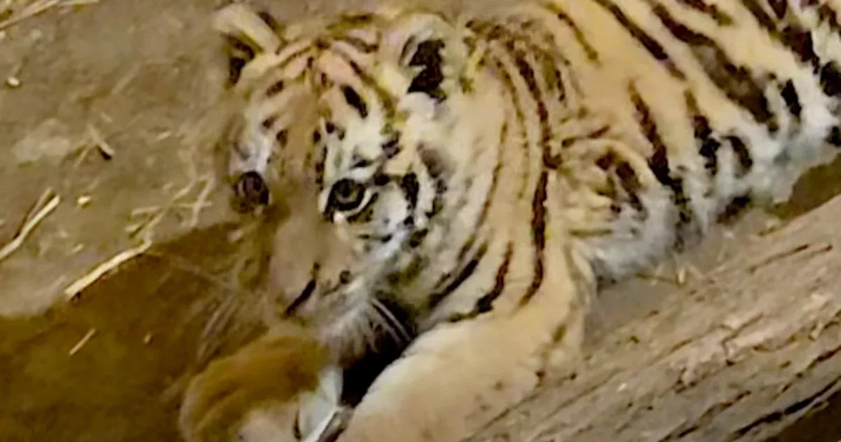 Drogdílerért mentek, kistigris nyávogott a rendőrökre egy tiszafüredi házban