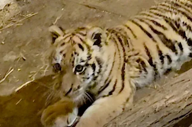 Drogdílerért mentek, kistigris nyávogott a rendőrökre egy tiszafüredi házban