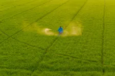 Egy friss kutatás szerint a gyakran használt vegyi anyagok károsíthatják a bélmikrobiomot