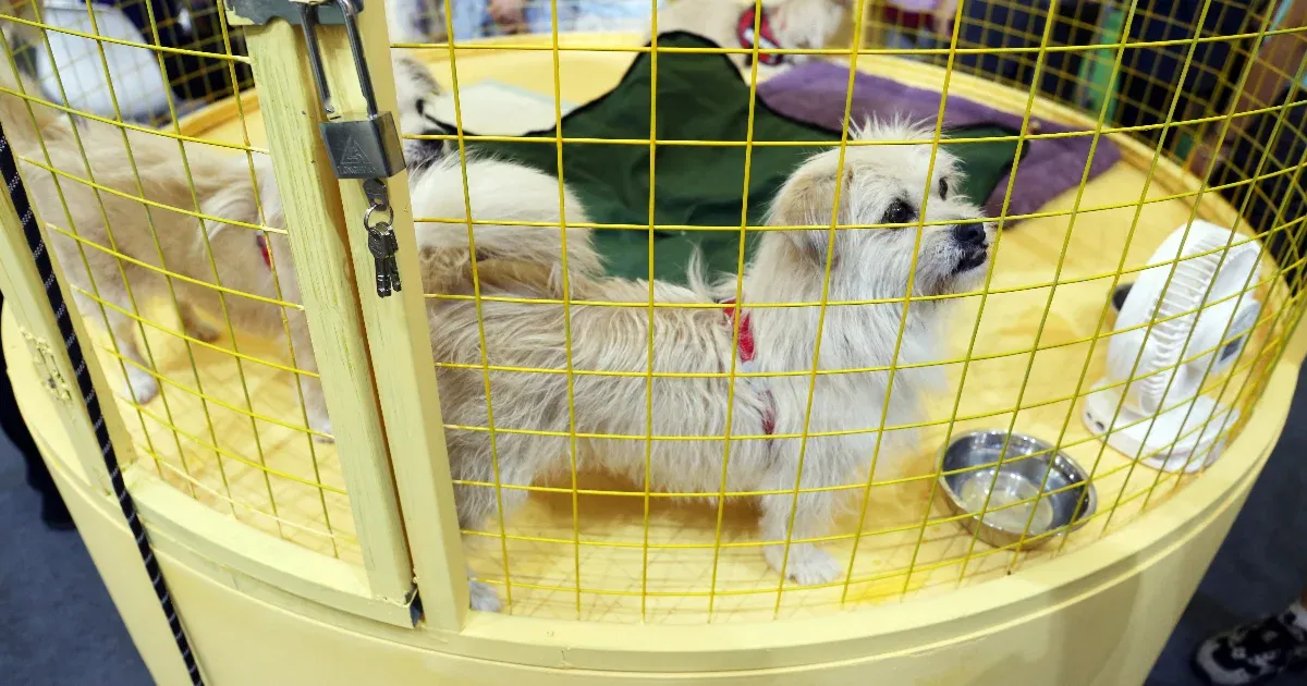 Egyre nagyobb divat a házi kedvencek klónozása, pedig nem biztos, hogy a klón egyezni fog a lemásolt állattal