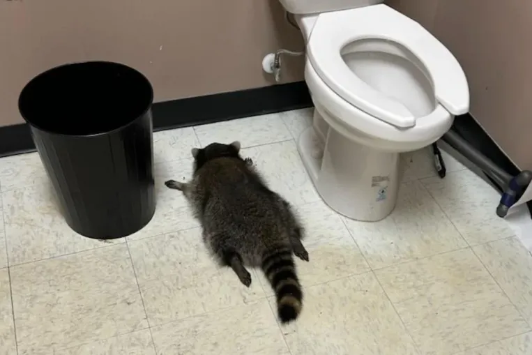 Betört a kisközértbe egy mosómedve, rottyra itta magát, tört-zúzott, majd kinyúlva elájult a vécé mellett