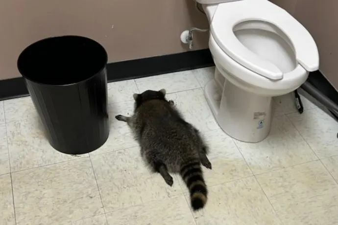 Betört a kisközértbe egy mosómedve, rottyra itta magát, tört-zúzott, majd kinyúlva elájult a vécé mellett