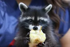 Eléggé úgy tűnik, hogy a mosómedvék elkezdték háziasítani magukat