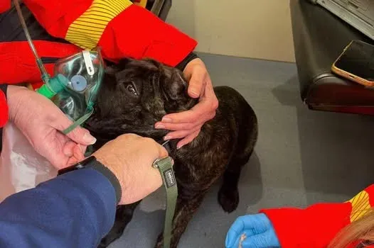 Oxigénmaszkot és egy kis felvágottat kapott az égő lakásból kimentett kutya