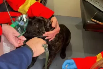 Oxigénmaszkot és egy kis felvágottat kapott az égő lakásból kimentett kutya