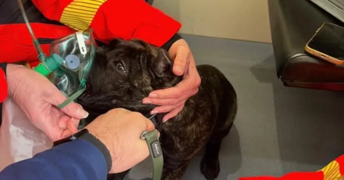 Oxigénmaszkot és egy kis felvágottat kapott az égő lakásból kimentett kutya
