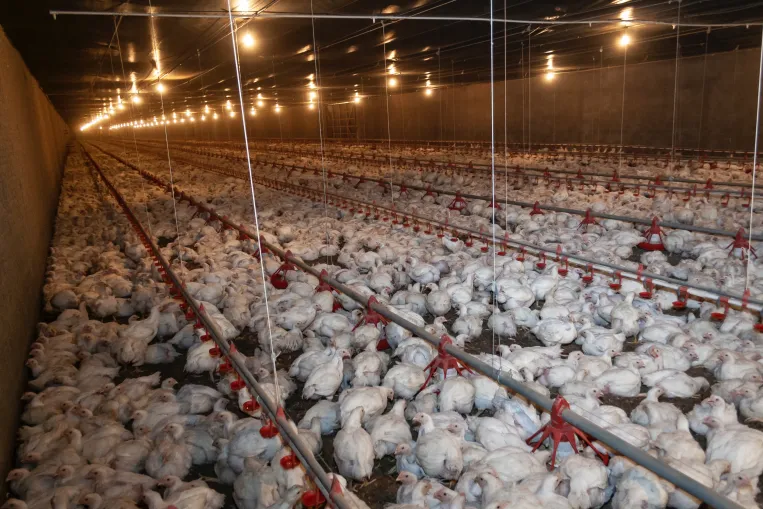 Az EU utolsó nagy dobása lehet, de az elveit sajnos fel kell adnia érte