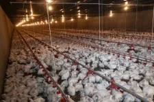 Az EU utolsó nagy dobása lehet, de az elveit sajnos fel kell adnia érte