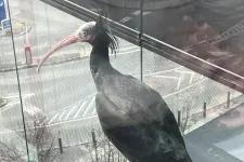 Egy csupasz pofájú, szökött madarat keres az állatkert, utoljára Budán látták