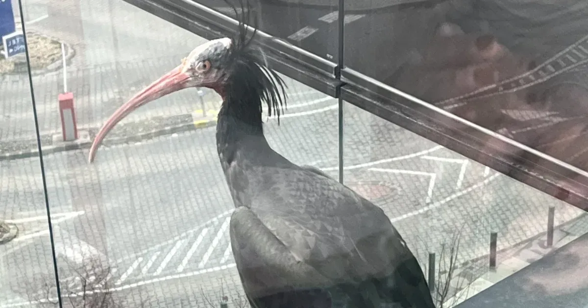 Egy csupasz pofájú, szökött madarat keres az állatkert, utoljára Budán látták