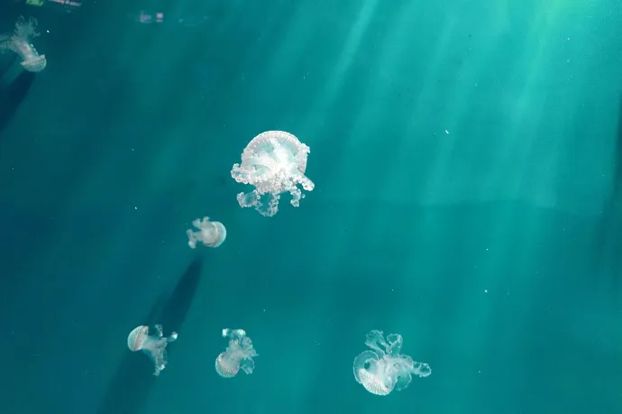 Medúzák ezrei jelentek meg decemberben a Fekete-tengerben