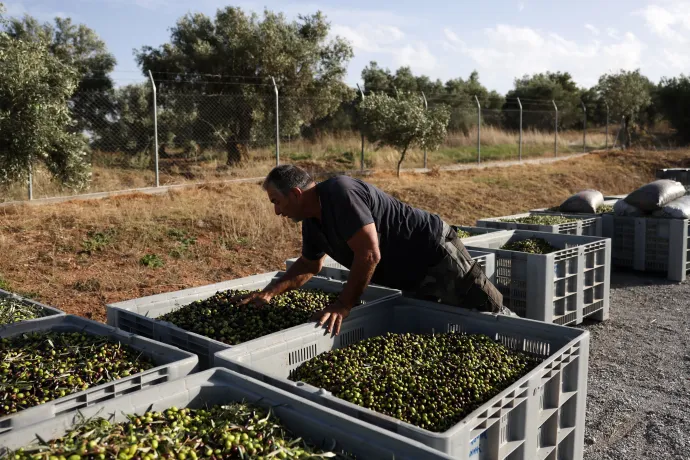 Olivaszüret egy görög ültetvényen, ahol többségéban zölden takarítják be a bogyókat – Fotó: Costas Baltas / Anadolu / AFP