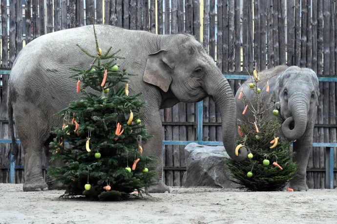 A lucfenyőnek ötezer, az ezüstfenyőnek hétezer forint métere idén