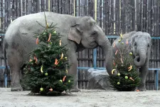 A lucfenyőnek ötezer, az ezüstfenyőnek hétezer forint métere idén