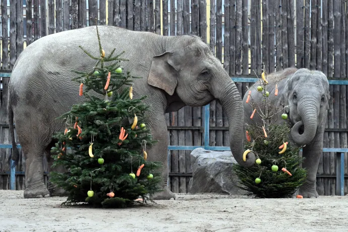 Fotó: Kovács Attila / MTVA