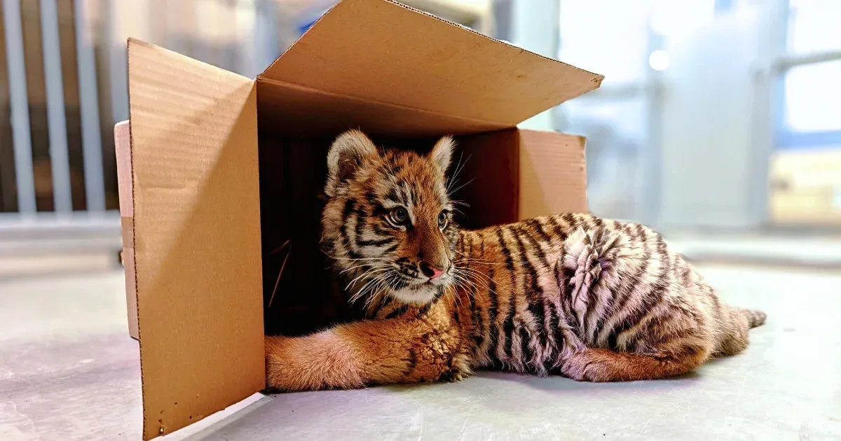 A Veresegyházi Medveotthon lesz a múlt héten elkobzott kistigris új otthona