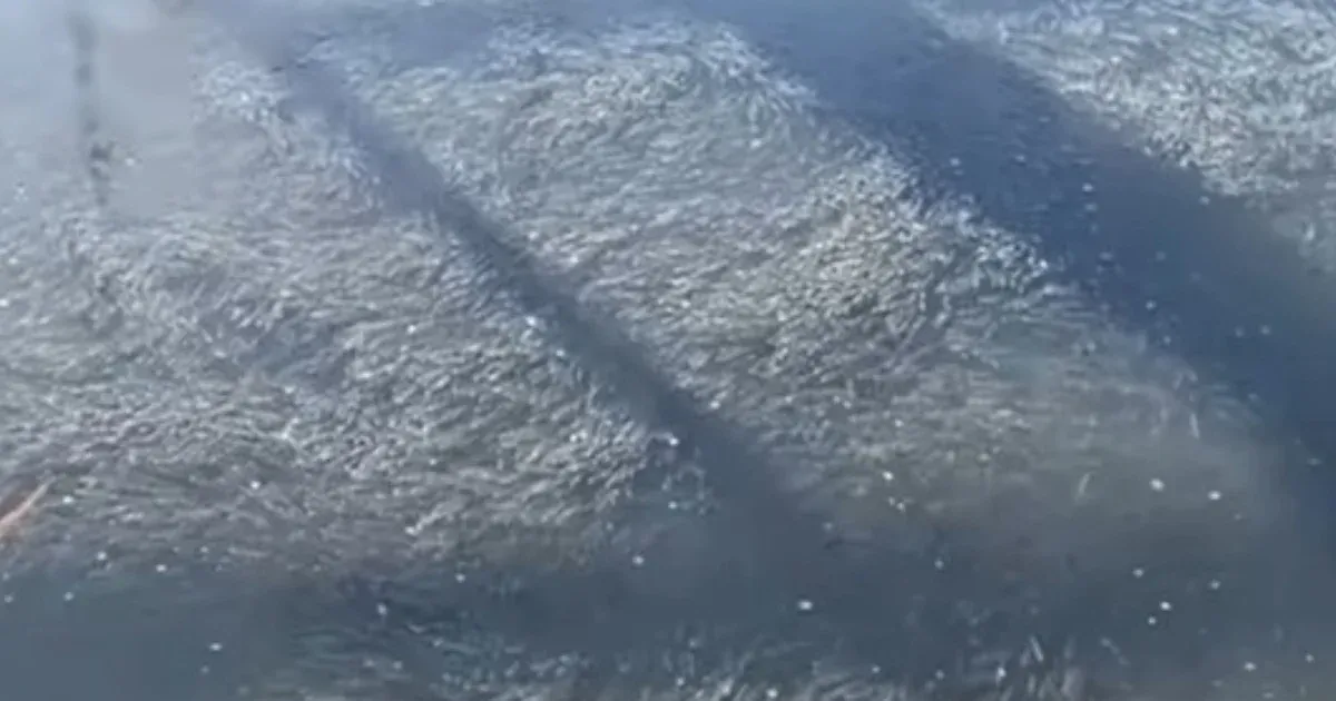 Kevés volt az oxigén, fuldokoltak a halak a balatonaligai kikötőben