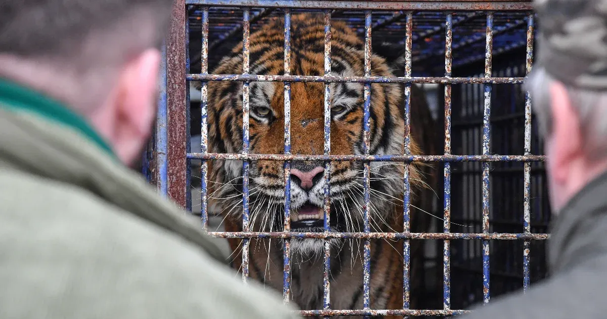 Hogy kerül egy kistigris egy tiszafüredi férfi házába?