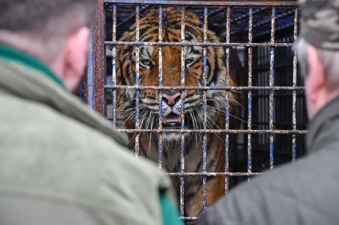 Hogy kerül egy kistigris egy tiszafüredi férfi házába?
