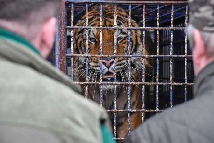 Hogy kerül egy kistigris egy tiszafüredi férfi házába?