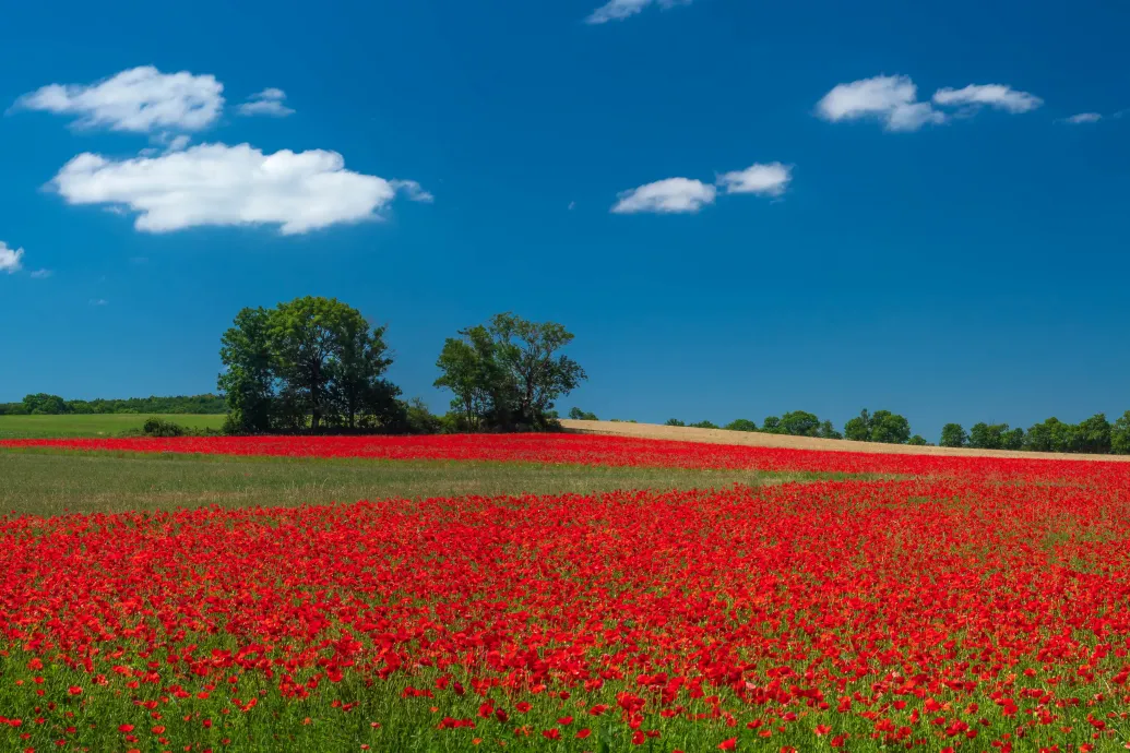 Zéró toleranciát a pipaccsal szemben! – a Magyar Nemzet félrefordítása drogháborúba keverte a pipacsot