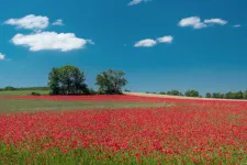 Zéró toleranciát a pipaccsal szemben! – a Magyar Nemzet félrefordítása drogháborúba keverte a pipacsot