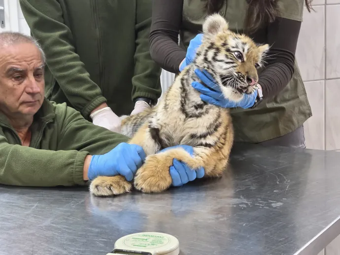 Fotó: Balogh Zoltán / Telex