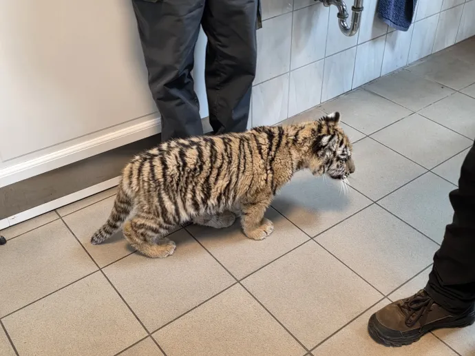 Fotó: Balogh Zoltán / Telex