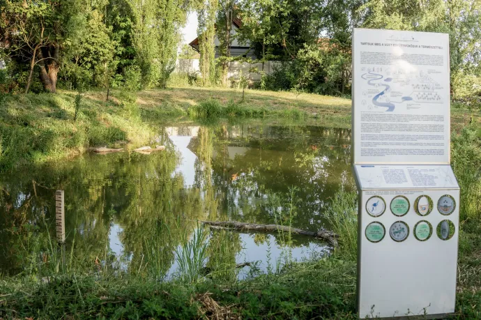 Holtág-rehabilitáció Kalocsán – Fotó: WWF