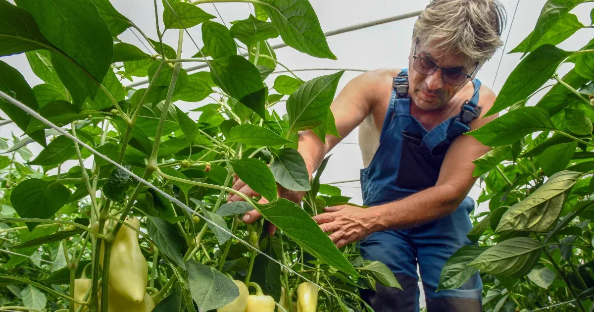 Bajba kerülhetnek a magyar termelők és drágulás jöhet, ha tavaszra is marad az árrésstop