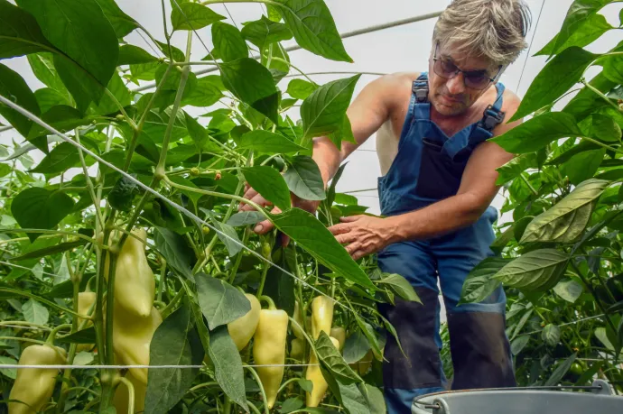Bajba kerülhetnek a magyar termelők, és drágulás jöhet, ha tavaszra is marad az árrésstop