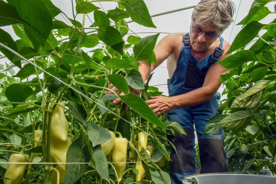 Bajba kerülhetnek a magyar termelők és drágulás jöhet, ha tavaszra is marad az árrésstop