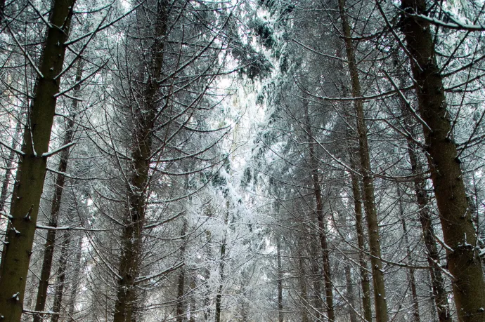 Gyorsabban nő a romániai erdők területe, mint az európai átlag