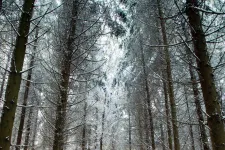 Gyorsabban nő a romániai erdők területe, mint az európai átlag