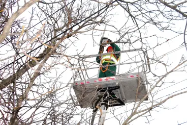 Miért kell a gallyazás? Az áramellátás és a biztonságunk is múlik rajta